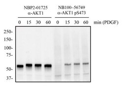 AKT1, p Ser473 Antibody (104A282) - BSA Free, Novus Biologicals:Antibodies:Primary